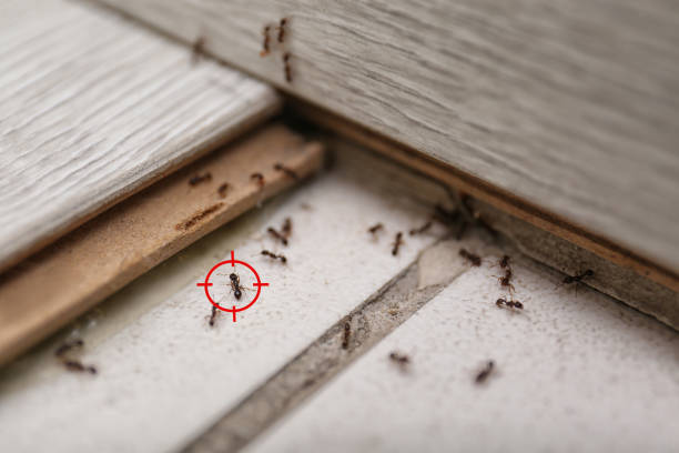 Best Exterminator Services  in Louise, TX