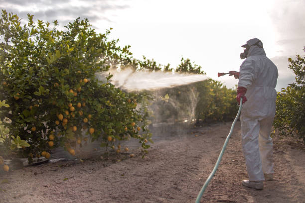 Best Rodent Control Near Me  in Louise, TX