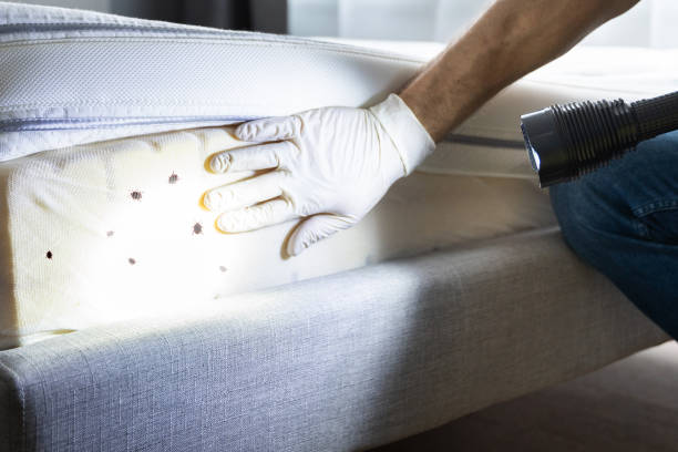 Best Cockroach Control Services  in Louise, TX