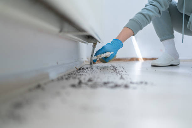 Flea Control Services in Louise, TX