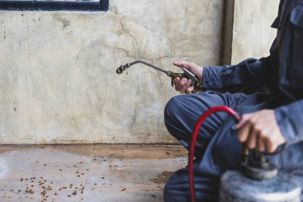Best Rat Extermination Near Me  in Louise, TX