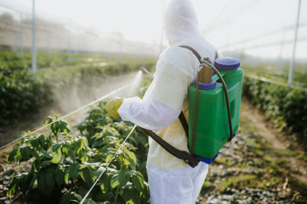 Best Wasp Removal Services  in Louise, TX
